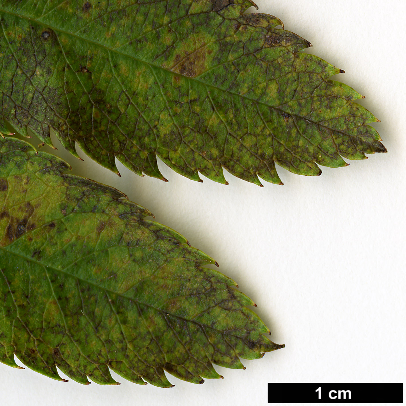 High resolution image: Family: Rosaceae - Genus: Sorbus - Taxon: cinereopubescens
